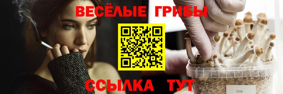 Псилоцибиновые грибы Psilocybe Кизляр